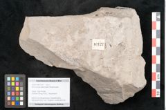 Foto (Objekt + Etikett) von Alnus novae zeelandiae Ettingshausen (NHMW-GEO-2024-0188-10127)